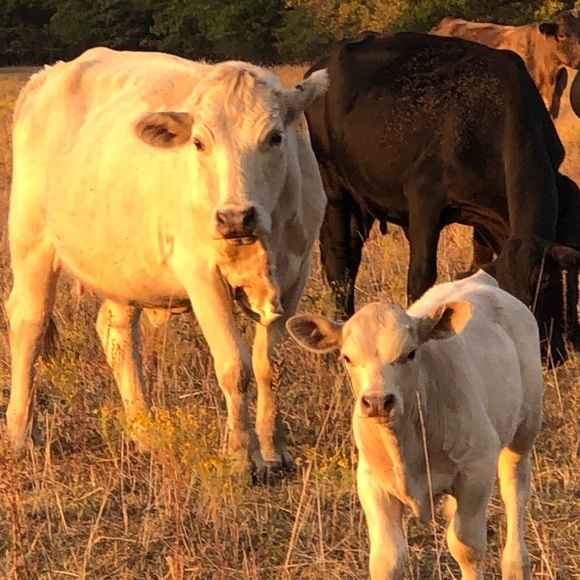 Meet your Posher, Julie - Picture 6 of 10